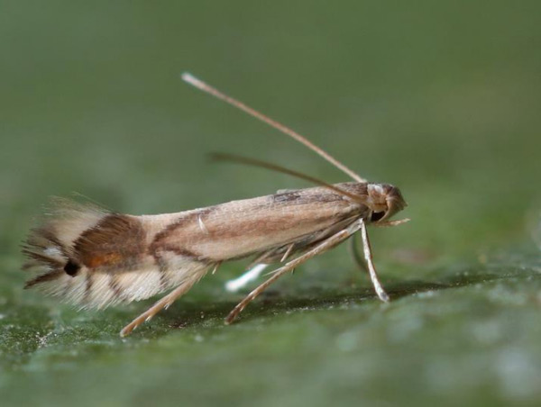 /filer/webapps/moths_gc/media/images/V/valentinensis_Phyllocnistis_A_Wullaert_2019_40.jpg
