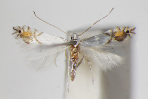 /filer/webapps/moths_gc/media/images/V/valentinensis_Phyllocnistis_A_ZSM.jpg