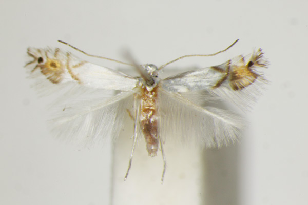 /filer/webapps/moths_gc/media/images/V/valentinensis_Phyllocnistis_A_ZSM_2.jpg
