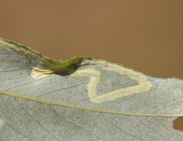 /filer/webapps/moths_gc/media/images/V/valentinensis_Phyllocnistis_Cocoon_SW.jpg