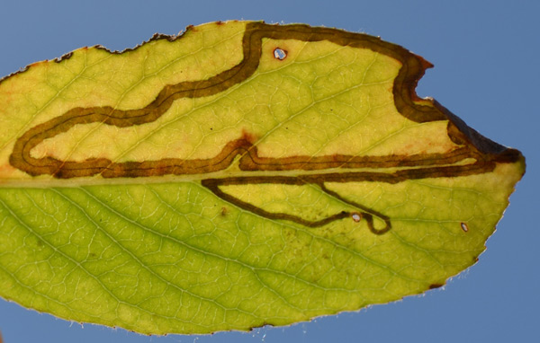 /filer/webapps/moths_gc/media/images/V/valentinensis_Phyllocnistis_Mine_SW.jpg