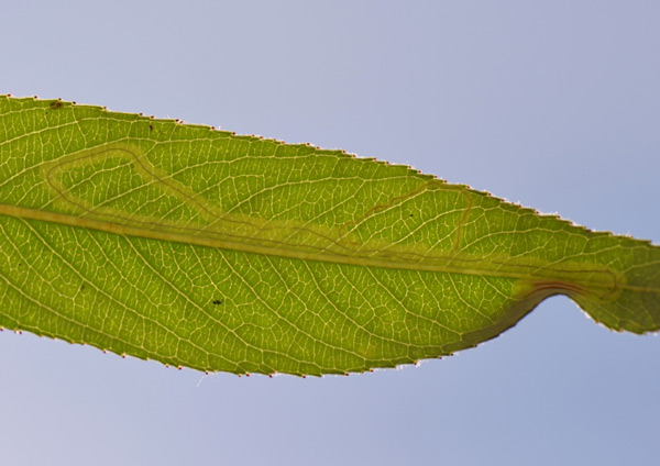 /filer/webapps/moths_gc/media/images/V/valentinensis_Phyllocnistis_Mine_SW_2.jpg