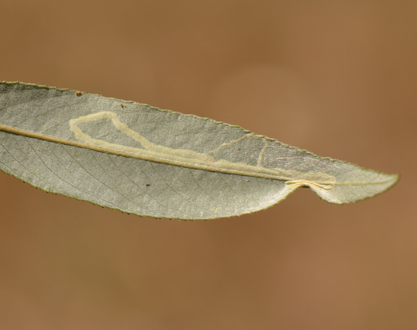 /filer/webapps/moths_gc/media/images/V/valentinensis_Phyllocnistis_Mine_SW_3.jpg