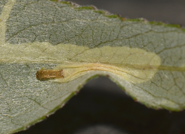 /filer/webapps/moths_gc/media/images/V/valentinensis_Phyllocnistis_Pupa_SW.jpg