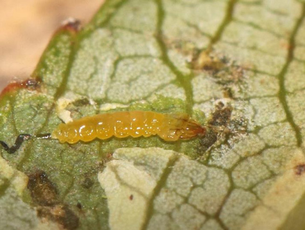 /filer/webapps/moths_gc/media/images/V/valentinensis_Phyllocnistis_larva_Wullaert_2019_40.jpg