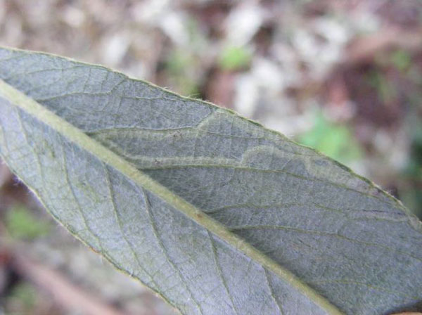 /filer/webapps/moths_gc/media/images/V/valentinensis_Phyllocnistis_mine_Franje_2024_103.jpg
