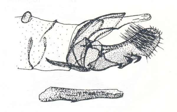 /filer/webapps/moths_gc/media/images/V/vansoni_Polydema_GM_Vari1961_Pl58-6.jpg