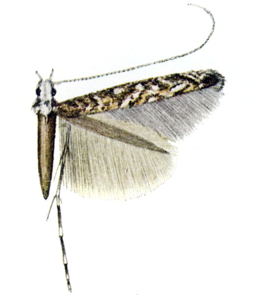 /filer/webapps/moths_gc/media/images/V/vansoni_Polydema_Ht_Vari1961_Pl9-3.jpg