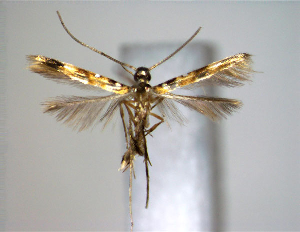 /filer/webapps/moths_gc/media/images/V/vaticae_Chrysocercops_A_EIHU.jpg