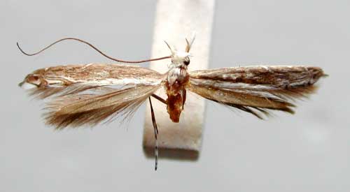 /filer/webapps/moths_gc/media/images/V/veneranda_Pogonocephala_HT_TMSA359.jpg