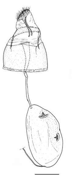 /filer/webapps/moths_gc/media/images/V/verae_Phyllocnistis_PT_GF_SIF.jpg