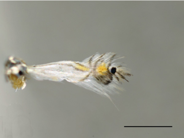 /filer/webapps/moths_gc/media/images/V/verae_Phyllocnistis_PT_SIF.jpg