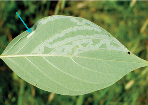 /filer/webapps/moths_gc/media/images/V/verae_Phyllocnistis_cocoon_Kirichenko-et-al_2018_96.jpg