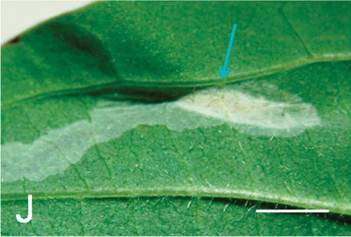 /filer/webapps/moths_gc/media/images/V/verae_Phyllocnistis_cocoon_Kirichenko-et-al_2018_96_2.jpg
