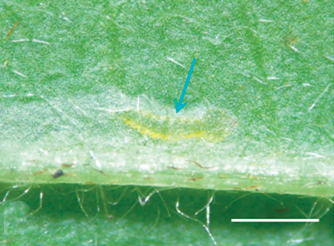 /filer/webapps/moths_gc/media/images/V/verae_Phyllocnistis_larva_Kirichenko-et-al_2018_96.jpg
