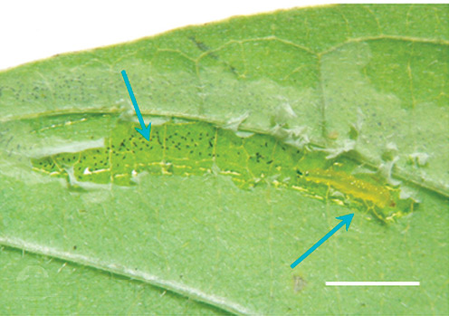 /filer/webapps/moths_gc/media/images/V/verae_Phyllocnistis_larva_Kirichenko-et-al_2018_96_2.jpg
