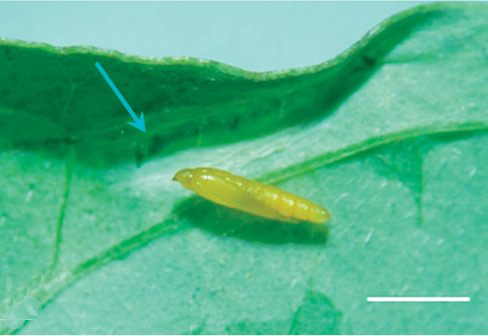 /filer/webapps/moths_gc/media/images/V/verae_Phyllocnistis_pupa_Kirichenko-et-al_2018_96.jpg