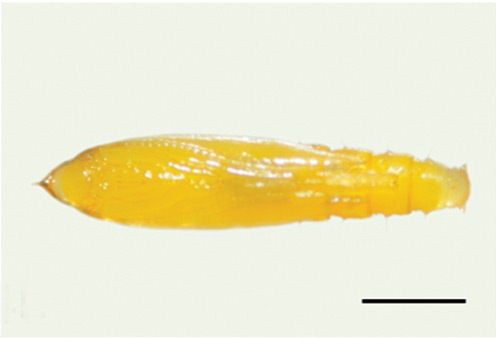 /filer/webapps/moths_gc/media/images/V/verae_Phyllocnistis_pupa_Kirichenko-et-al_2018_96_2.jpg