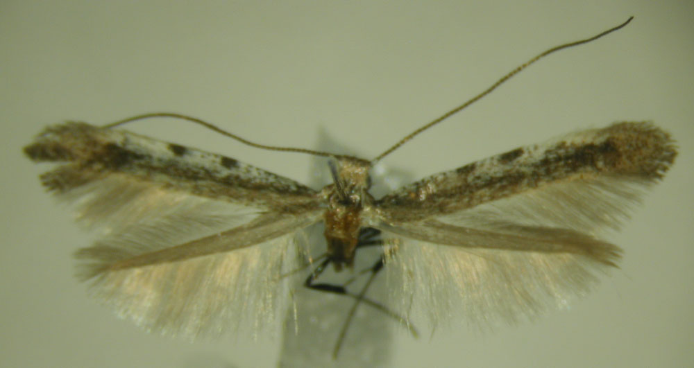 /filer/webapps/moths_gc/media/images/V/verecunda_Caloptilia_HT_ZMBH.jpg