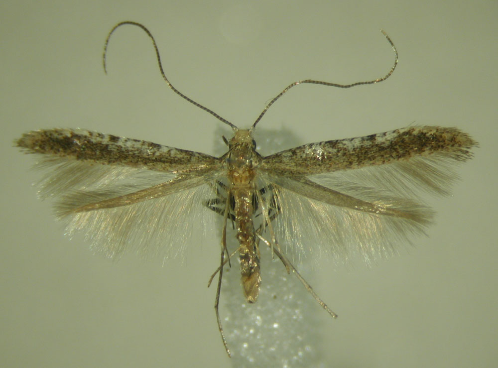 /filer/webapps/moths_gc/media/images/V/verecunda_Caloptilia_PT_ZMBH.jpg