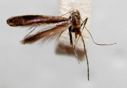 /filer/webapps/moths_gc/media/images/V/vibrans_Caloptilia_HT_TMSA331.jpg