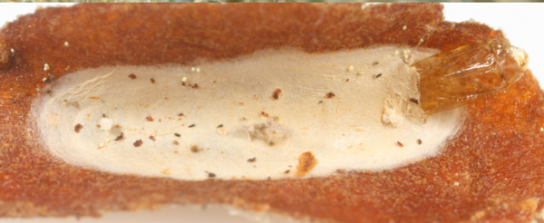/filer/webapps/moths_gc/media/images/V/viburnella_Marmara_Cocoon-et-pupa_Eiseman_etal_2017_201.jpg