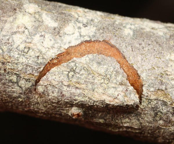 /filer/webapps/moths_gc/media/images/V/viburnella_Marmara_Cocoon-place_Eiseman_etal_2017_201.jpg
