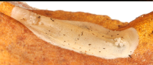/filer/webapps/moths_gc/media/images/V/viburnella_Marmara_Cocoon_Eiseman_etal_2017_201.jpg