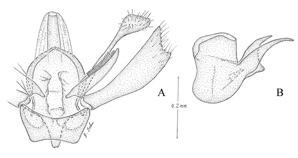 /filer/webapps/moths_gc/media/images/V/viburnella_Marmara_GM_Eiseman-etal_2017_200.jpg