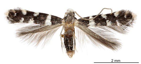 /filer/webapps/moths_gc/media/images/V/viburnella_Marmara_HT_USNM.jpg