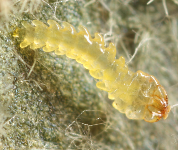 /filer/webapps/moths_gc/media/images/V/viburnella_Marmara_Larva_Eiseman_etal_2017_201.jpg