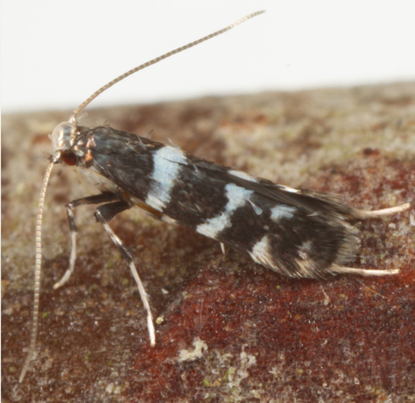 /filer/webapps/moths_gc/media/images/V/viburnella_Marmara_PT_USNM.jpg