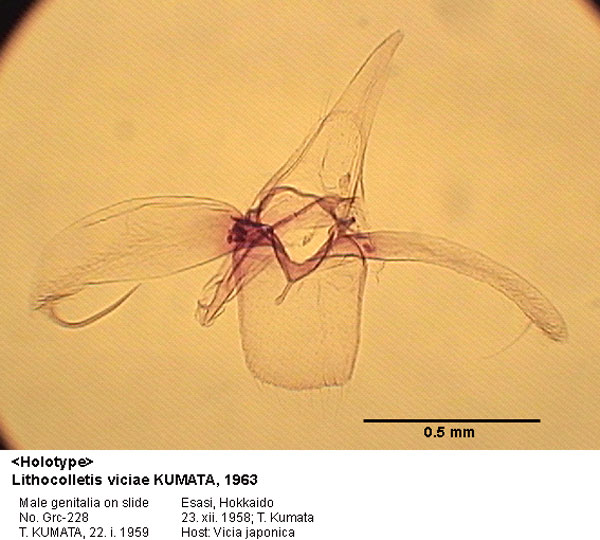 /filer/webapps/moths_gc/media/images/V/viciae_Phyllonorycter_GM_HT_228_EIHU.jpg