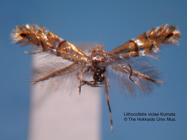 /filer/webapps/moths_gc/media/images/V/viciae_Phyllonorycter_HT_EIHU.jpg