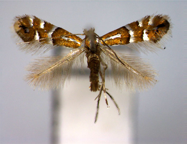 /filer/webapps/moths_gc/media/images/V/viciae_Phyllonorycter_PT_EIHU.jpg