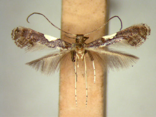 /filer/webapps/moths_gc/media/images/V/vicinola_Caloptilia_HT_TMSA5626.jpg