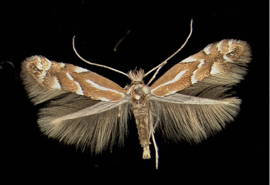 /filer/webapps/moths_gc/media/images/V/viminetorum_Phyllonorycter_A_Muhlau28011971_MHNG.jpg
