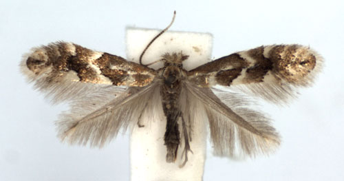 /filer/webapps/moths_gc/media/images/V/viminetorum_Phyllonorycter_A_WJDP.jpg