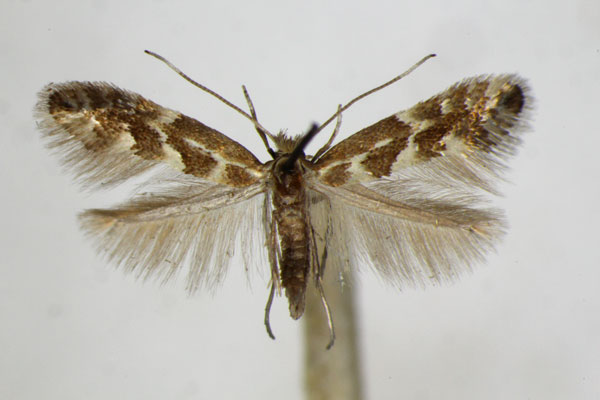 /filer/webapps/moths_gc/media/images/V/viminetorum_Phyllonorycter_A_ZSM.jpg