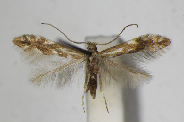 /filer/webapps/moths_gc/media/images/V/viminetorum_Phyllonorycter_A_ZSM_4.jpg