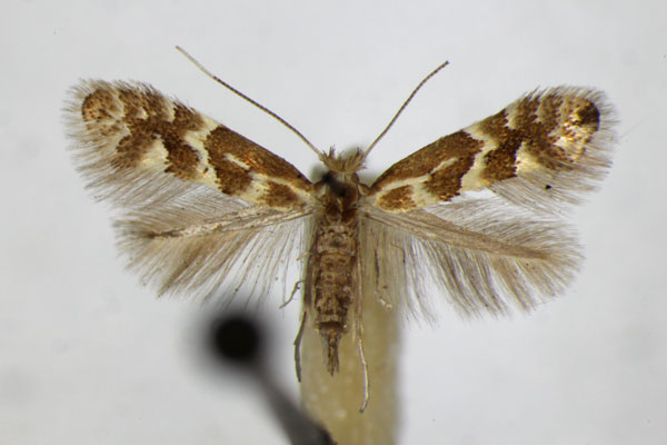/filer/webapps/moths_gc/media/images/V/viminetorum_Phyllonorycter_ZSM_2.jpg