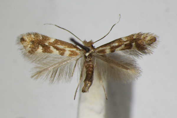 /filer/webapps/moths_gc/media/images/V/viminetorum_Phyllonorycter_ZSM_3.jpg