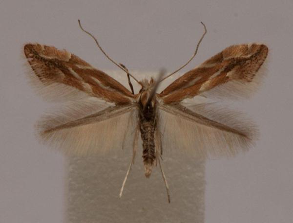 /filer/webapps/moths_gc/media/images/V/viminiella_Phyllonorycter_A_Langmaid_01.jpg