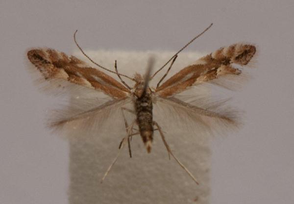 /filer/webapps/moths_gc/media/images/V/viminiella_Phyllonorycter_A_Langmaid_02.jpg