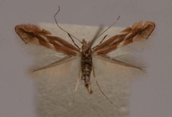 /filer/webapps/moths_gc/media/images/V/viminiella_Phyllonorycter_A_Langmaid_03.jpg