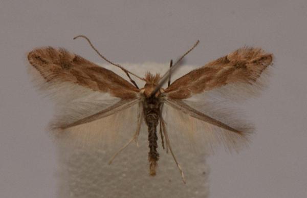 /filer/webapps/moths_gc/media/images/V/viminiella_Phyllonorycter_A_Langmaid_04.jpg