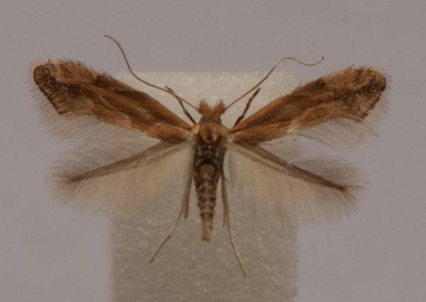 /filer/webapps/moths_gc/media/images/V/viminiella_Phyllonorycter_A_Langmaid_05.jpg