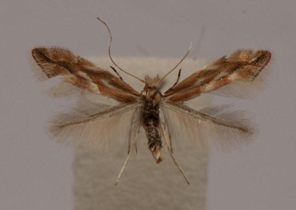 /filer/webapps/moths_gc/media/images/V/viminiella_Phyllonorycter_A_Langmaid_06.jpg