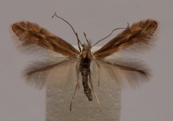 /filer/webapps/moths_gc/media/images/V/viminiella_Phyllonorycter_A_Langmaid_07.jpg