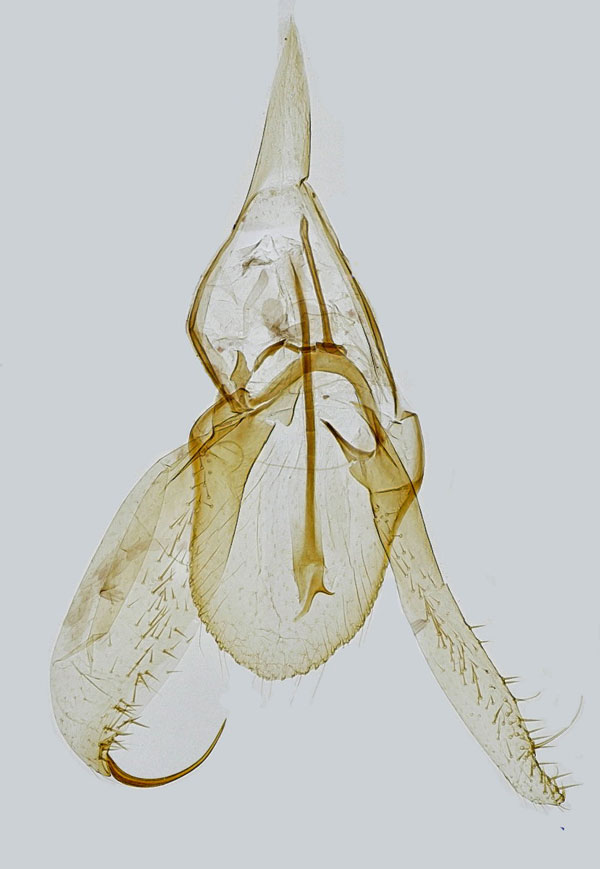 /filer/webapps/moths_gc/media/images/V/viminiella_Phyllonorycter_GM_Hall.jpg